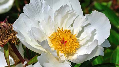 Peony