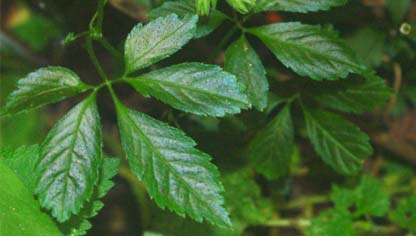 Gynostemma pentaphyllum