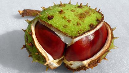 Aesculus hippocastanum
