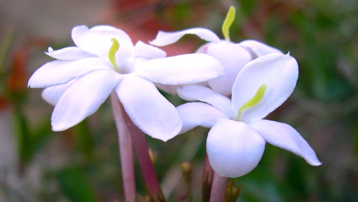 Herbs that enhance your sexual environment