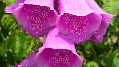 Digitalis